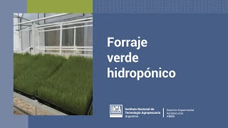 Forraje verde hidropónico para la producción familiar [upl. by Artemas515]