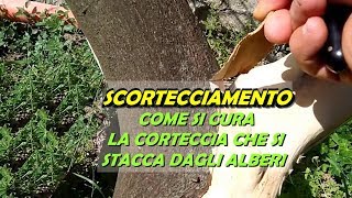 SCORTECCIAMENTO COME SI CURA LA CORTECCIA STACCATA DAGLI ALBERI [upl. by Ahsieken]