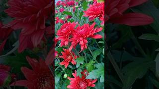 Stunning Flower Garden A Breathtaking Floral Paradise  Beautiful Garden Tour  flowers shorts [upl. by Enyrb489]