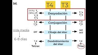 Farmacología Tiroidea Parte 23  Docente Natalia Vicente [upl. by Itra]