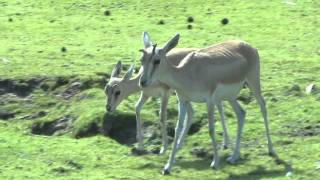 Perzische Kropgazelle Safaripark Beekse Bergen [upl. by Atekihs]