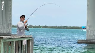 Pier Fishing UNDER a Bridge HOW TO CATCH almost EVERY SPECIES [upl. by Goldie804]