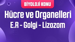 Hücre ve Organelleri  ER  Golgi  Lizozom [upl. by Chrissie]