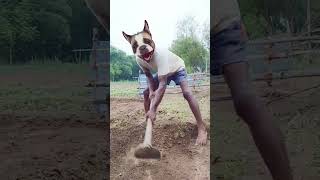 Hamar kina dosa heli go song funny shorts 😂😅 shorts viral funny comedy [upl. by Trometer]