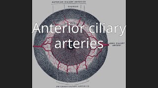 Anterior ciliary arteries [upl. by Potash]