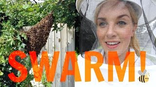 How to capture a SWARM of BEES  Beekeeping with Maddie 13 [upl. by Hares]