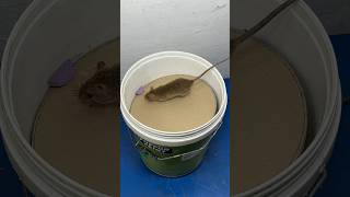 Best mouse trap ideas  Good homemade mouse trap plastic bucket rattrap rat mousetrap shorts [upl. by Lennard581]