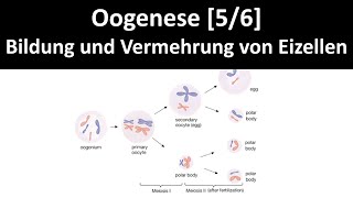 Oogenese Bildung und Vermehrung von weiblichen Geschlechtszellen  Keimzellen  Eizellen  56 [upl. by Herzel]