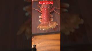 Red giant lobster 🦞 mukbang lobster seafood giantlobster food crab outdoorcooking cooking [upl. by Nagy]