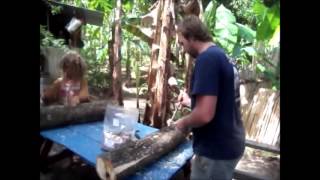 Growing Shiitake Mushrooms in Jamaica Part 1 [upl. by Goldman568]