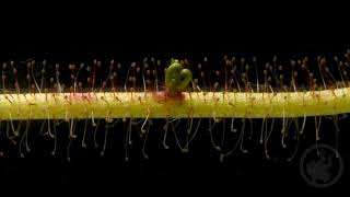 Sundew Leaf Cutting  2 Month TimeLapse [upl. by Mariska644]