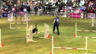 101204Earl Entlebucher Sennenhund Agility [upl. by Thorsten]