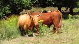 Schotse Hooglanders op de Posbank 12 7 2014 [upl. by Blanchette]