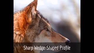 Wolf amp Dog Identification The Red Riding Hood Method [upl. by Htor]