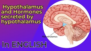 Endocrine Hypothalamus and Hormones secreted by Hypothalamus [upl. by Cruz816]