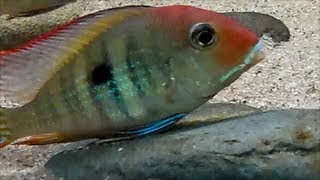 Geophagus Orangehead Tapajos Breeding [upl. by Tomkin]