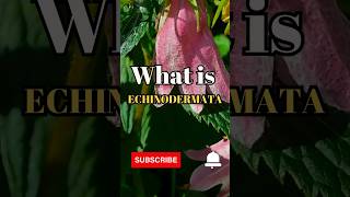 What is Echinodermata shorts facts biology [upl. by Grenville]