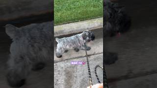 Puppy RIZZ ❤️ bouvierdesflandres shorts puppy cutepuppy dogtraining [upl. by Alyaj]