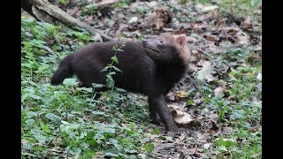 Boshondjes jongen  Bushdogs cubs  Planckendael [upl. by Aenel]