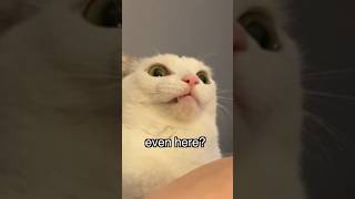 Funny Cats Speak English shorts cats funny funnycats talkingcat funnyvoiceover [upl. by Nav]