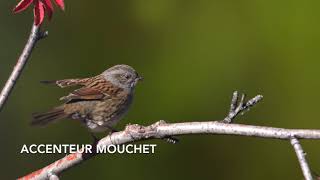 CHANT DE LACCENTEUR MOUCHET [upl. by Eugatnom]