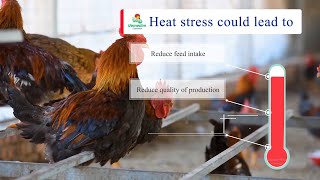 VIME DEPENCY  Heat Stress in Poultry Solution [upl. by Catlaina]