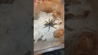 tarantula spiderCeratogyrus meridionalis please subscribe ❤️🙏🙇 [upl. by Ellwood]