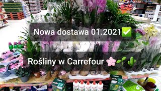 🌱Rośliny w Carrefour nowa dostawa styczeń 2021r niskie ceny kwiaty doniczkowe itp Odcinek 1258 [upl. by Brote]