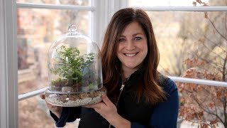 Putting Together a Terrarium with Ferns 🌿💚 Garden Answer [upl. by Enomad861]