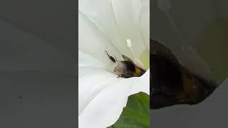 Hoverfly leaves as White Tailed Bumblebee arrives nature bee insects wildlife summer [upl. by Geno711]