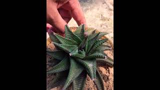 Haworthia limifolia flower succulent [upl. by Fee]