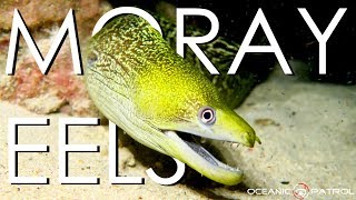 Moray Eels in Hawaii  HD Ocean Documentary  Oceanic Patrol [upl. by September838]