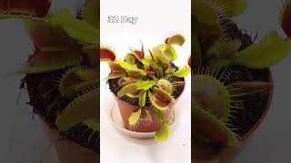 64 Days in 30 Seconds  Venus Flytrap TimeLapse [upl. by Haronid552]