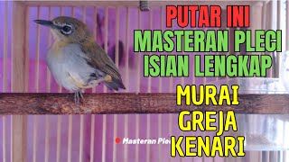 ISIAN LENGKAP  MASTERAN PLECI MANIA cara agar pleci rajin bunyi  zosterops therapy TERAPI MACET [upl. by Eizzo568]