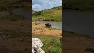 Wild Horses Freedom and Beauty of Nature  Divlji Konji Sloboda i Ljepota Prirode Jahorina [upl. by Asilram]