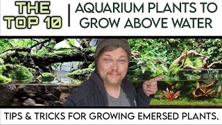 TOP 10 EASY Aquarium Plants to Grow Above Water in Your Fish Tank Growing Emersed Aquatic Plants [upl. by Ellemaj]