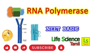 RNA POLYMERASE TRANSCRIPTION SITE [upl. by Cis648]