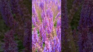 silvia nemorosa caradonna nature garden flowers plants decoration spring honybee pink [upl. by Naara]