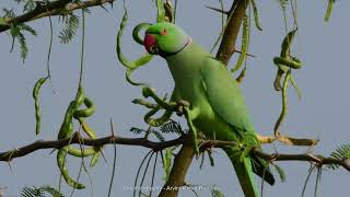 Rose ringed Parakeet feeding on seeds of Gando Baval  arvindography  4kvideo [upl. by Aydidey]