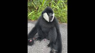 Gibbon monkey enjoying his grape feast [upl. by Buddie]