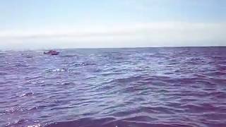 Basking Shark Under The Boat [upl. by Melone]