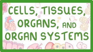 GCSE Biology  Levels of Organisation  Cells Tissues Organs and Organ Systems [upl. by Keene]