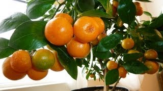 CALAMONDIN ORANGE Update  Best Indoor Citrus Plant  Miniature Orange  Part 2 [upl. by Wassyngton]