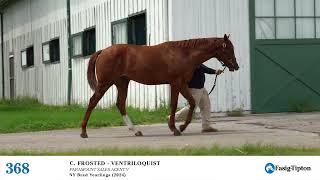 Hip 368 Frosted x Ventriloquist Colt [upl. by Nodnart]