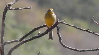 Chirihue común Sicalis luteola 250921 [upl. by Airdnaxela]