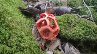 Red Cage Stinkhorn Fungus  Clathrus Ruber [upl. by Maxfield443]