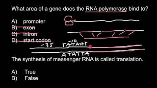 RNA polymerase transcription and translation [upl. by Gray]