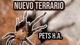 Nuevo terrario para mi sling de chilobrachys fimbriatus tarantula amazing animales pets [upl. by Sage663]