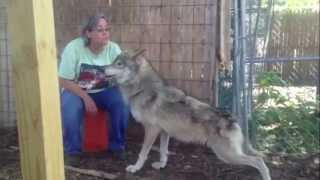 Socializing Frightened WolfDogs The Girls [upl. by Sang]