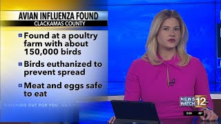 Avian influenza found in Clackamas County [upl. by Bergmans735]